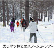 カラマツ林でのスノーシューツアー