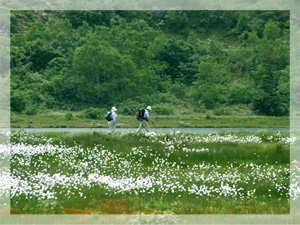 弓池湿原のワタスゲ