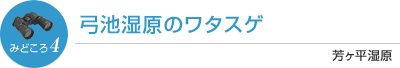 弓池湿原のワタスゲ