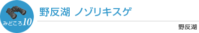 野反湖 ノゾリキスゲ